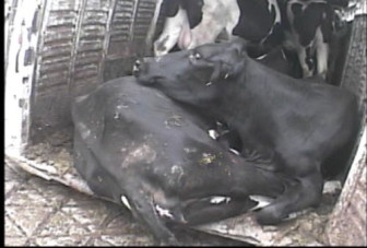 The Humane Society of the United States helped conduct a six-week undercover operation at a slaughter facility in Chino, Calif. These images were taken from a video that came from the investigation. If ag-gag legislation were passed, efforts such as this one may become illegal.