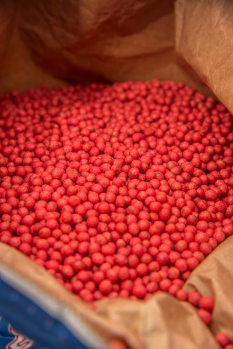Most soybean acres are planted with a genetically modified seed, such as the ones shown here, according to the USDA. 