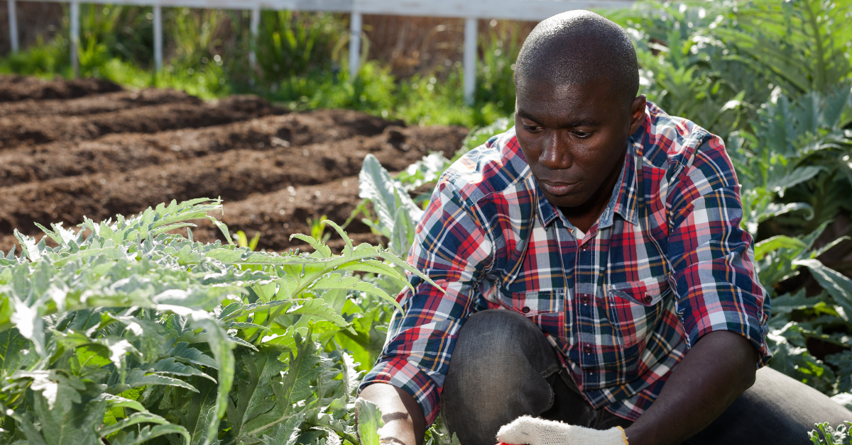 After 20 years of advocacy, Black farmers finally get debt relief
