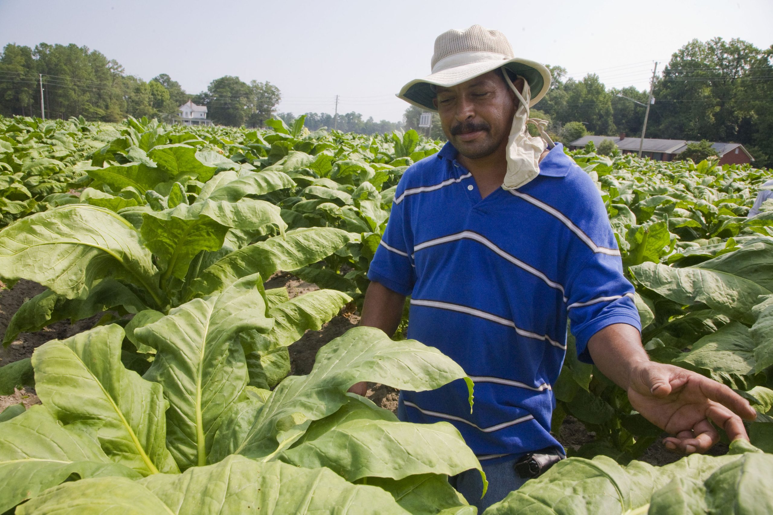 tobacco growers association of north carolina Partner Profile: Associates, Inc Child Labor In North Carolina
