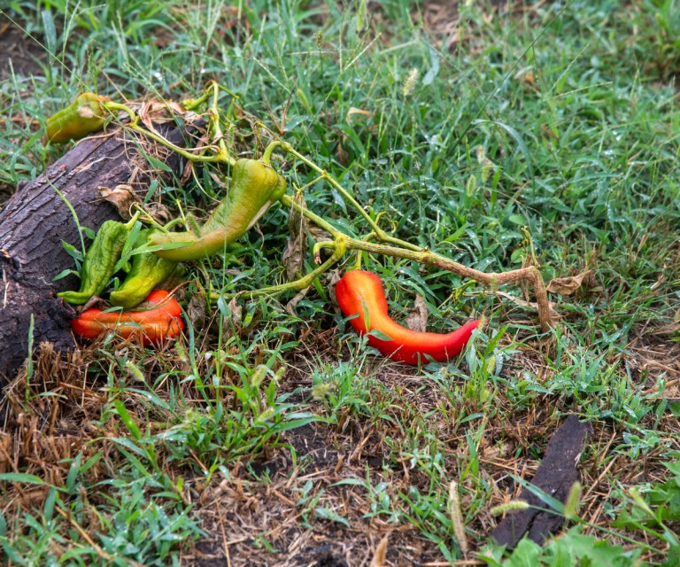 Climate Change Is Intensifying the Effects of Fertilizer Runoff